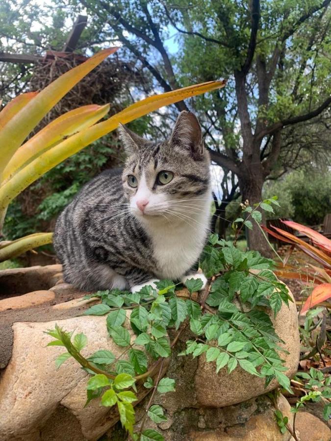 Artkaroo Stay Oudtshoorn Kültér fotó